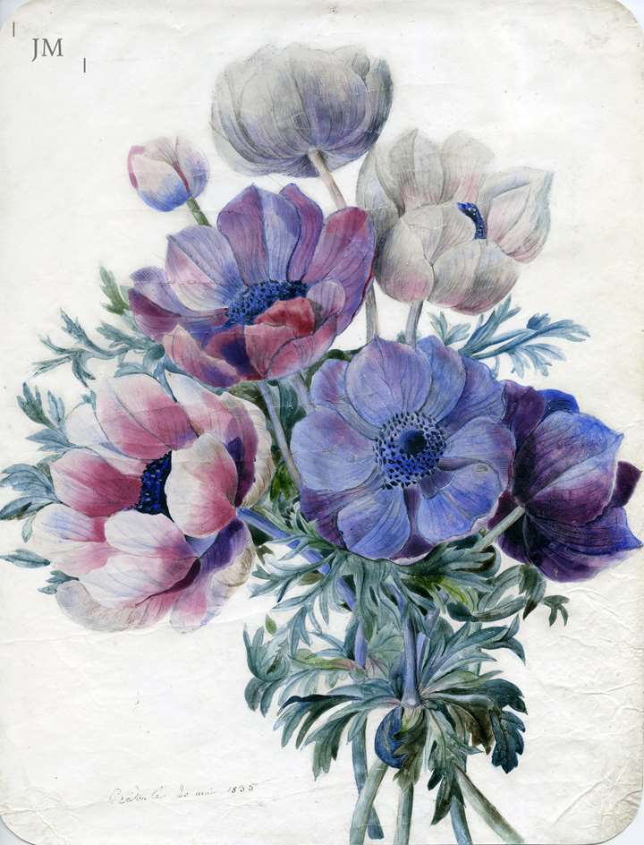 A posy of Anemones